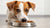 Understanding What Dog Food Has the Lowest Protein for Your Canine Companion
