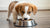 Understanding What Dog Food is Bad for Puppies: Keeping Our Pups Safe