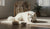 Understanding What Food Allergies Can Dogs Have: A Comprehensive Guide for Pet Owners-141235355887