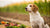Understanding What Food Allergies Cause Itchy Skin in Dogs-141219037423