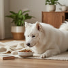 Understanding What Food Can Cause Allergy to Dogs: A Complete Guide for Pet Owners