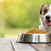 Understanding What Foods Are Best for Dogs with Allergies