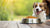 Understanding What Foods Are Best for Dogs with Allergies