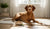 Understanding What Foods Help with Dog Allergies: A Comprehensive Guide for Pet Owners-141418070255
