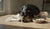 Understanding What Foods to Avoid for Dogs with Allergies-141418103023