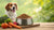 Understanding What Grain-Free Dog Food Causes: A Comprehensive Guide for Pet Owners