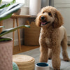 Understanding What Grain Free Dog Food Is Bad: Insights and Implications for Your Dog’s Health