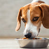 Understanding What Happens If You Feed Adult Dog Puppy Food