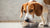 Understanding What Happens If You Feed Adult Dog Puppy Food