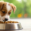 Understanding What Happens if You Give a Puppy Adult Dog Food