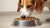 Understanding What Happens When Dogs Eat Cat Food-140214108399