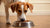 Understanding What Helps Dogs Eat Their Food: A Comprehensive Guide for Pet Owners