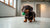 Understanding What Ingredient in Grain Free Dog Food Is Bad: Insights for Caring Dog Owners