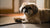Understanding What is a Bland Diet for a Dog: A Comprehensive Guide