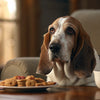 Understanding What is a Bland Diet for Dogs: A Comprehensive Guide