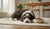 Understanding What is a Good Crude Protein in Dog Food-141417414895