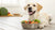 Understanding What is a Good Food for Dogs with Allergies-141112606959