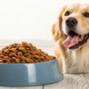 Understanding What Is a Good Grain Free Dry Dog Food