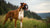 Understanding What is a Healthy Weight for a Boxer Dog
