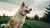 Understanding What Is a Healthy Weight for a Dog: A Comprehensive Guide