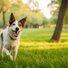 Understanding What is a Healthy Weight for My Dog