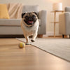 Understanding What is a Kidney Diet for Dogs: A Comprehensive Guide