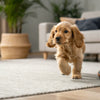 Understanding What is a Low Fat Diet for Dogs: A Comprehensive Guide