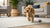 Understanding What is a Low Fat Diet for Dogs: A Comprehensive Guide