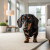 Understanding What Is Canned Dog Food and How It Enhances Your Dog’s Life