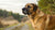 Understanding What Is Considered a Large Dog Weight