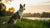 Understanding What Is Considered Aggressive Dog Behavior-141223428335