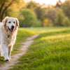 Understanding What is Considered Rapid Weight Loss in Dogs