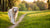 Understanding What is Considered Rapid Weight Loss in Dogs