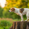 Understanding What Dog Marking Behavior Really Means