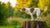 Understanding What is Dog Marking Behavior: The Why and How Behind This Common Canine Habit
