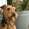 Understanding What Is Grain Free Dog Food Good For: Benefits, Concerns, and Choosing the Right Diet for Your Dog