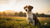 Understanding What Is Reactive Behavior in Dogs: A Comprehensive Guide