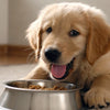 Understanding What Is Semi Moist Dog Food and Its Benefits for Your Pet