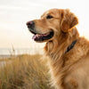 Understanding What is the Average Dog Weight and Its Importance for Pet Care