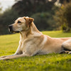 Understanding What is the Average Weight for a Medium-Sized Dog