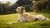 Understanding What is the Average Weight for a Medium-Sized Dog