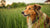 Understanding What is the Average Weight of a Medium Sized Dog