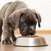 Understanding What Is the Best Dog Food for Cane Corso Puppies