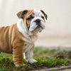 Understanding What Is the Best Dog Food for English Bulldog Puppies