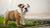 Understanding What Is the Best Dog Food for English Bulldog Puppies