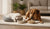 Understanding What is the Difference Between Adult and Senior Dog Food-141416825071