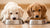 Understanding What is the Difference Between Puppy and Adult Dog Food