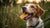 Understanding What Is the Healthiest Dog Biscuit: A Comprehensive Guide for Dog Lovers-141102612719