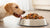 Understanding What Is the Highest Quality Wet Dog Food for Your Furry Companion