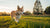 Understanding What is the Weight of a Medium Dog: A Comprehensive Guide